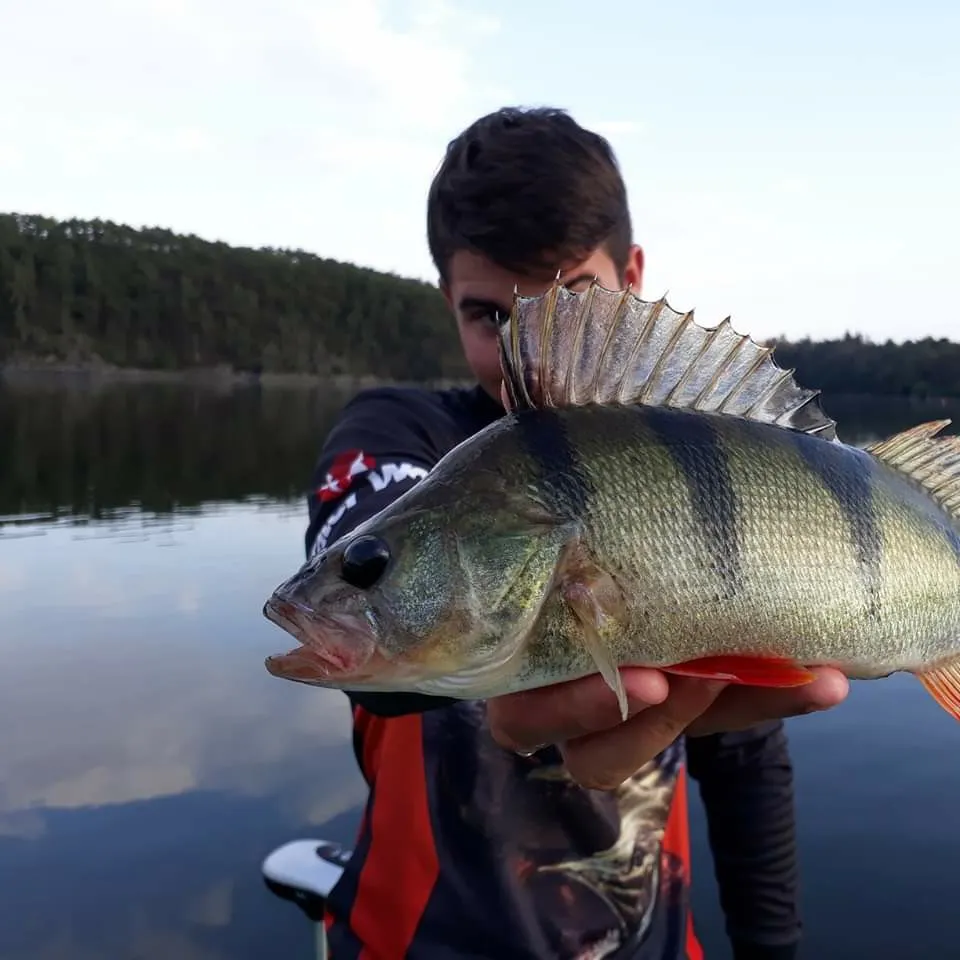 European perch caught on Fishbrain