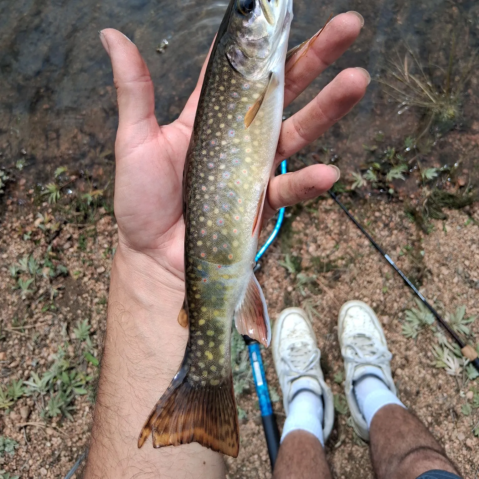 Brook trout caught on Fishbrain
