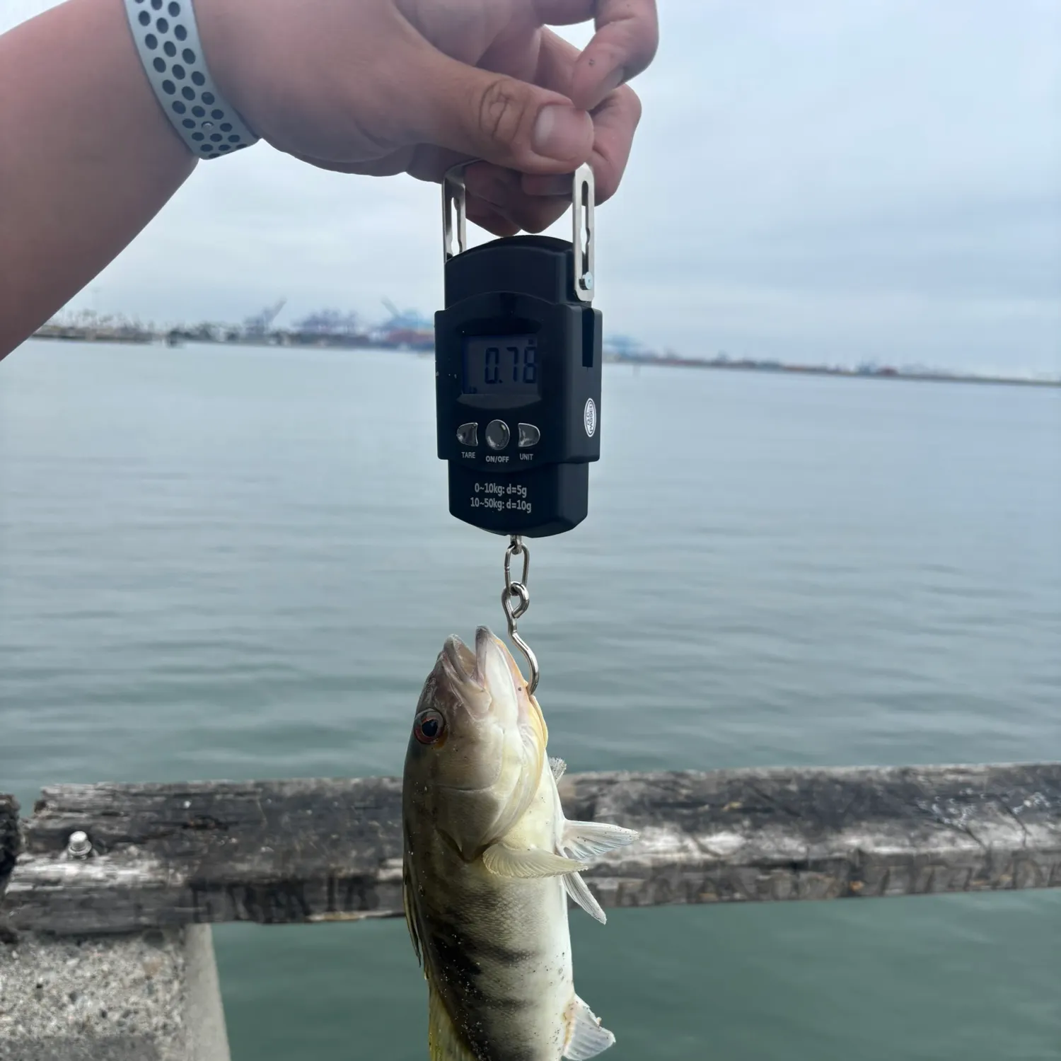 The most recent Barred sand bass catches on Fishbrain