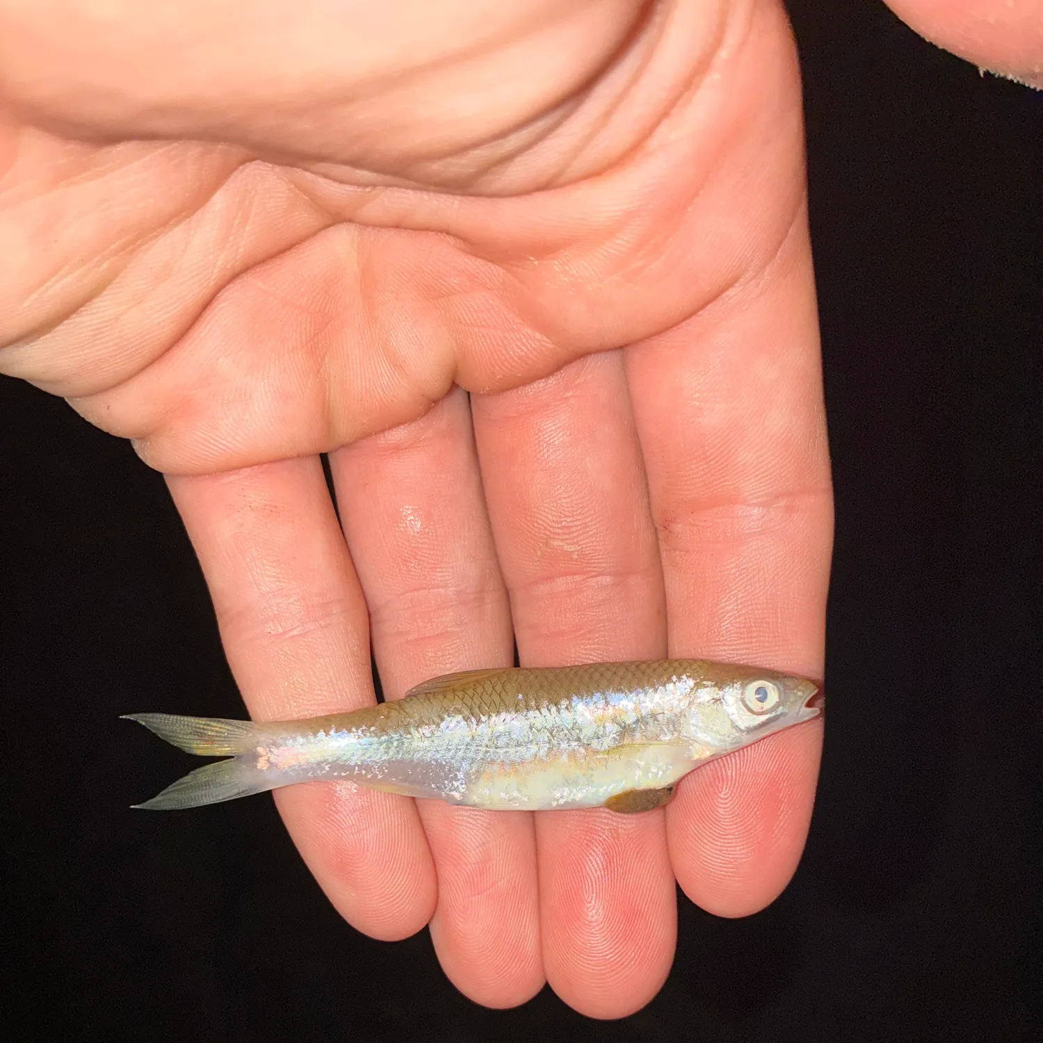 The most recent Fathead minnow catches on Fishbrain