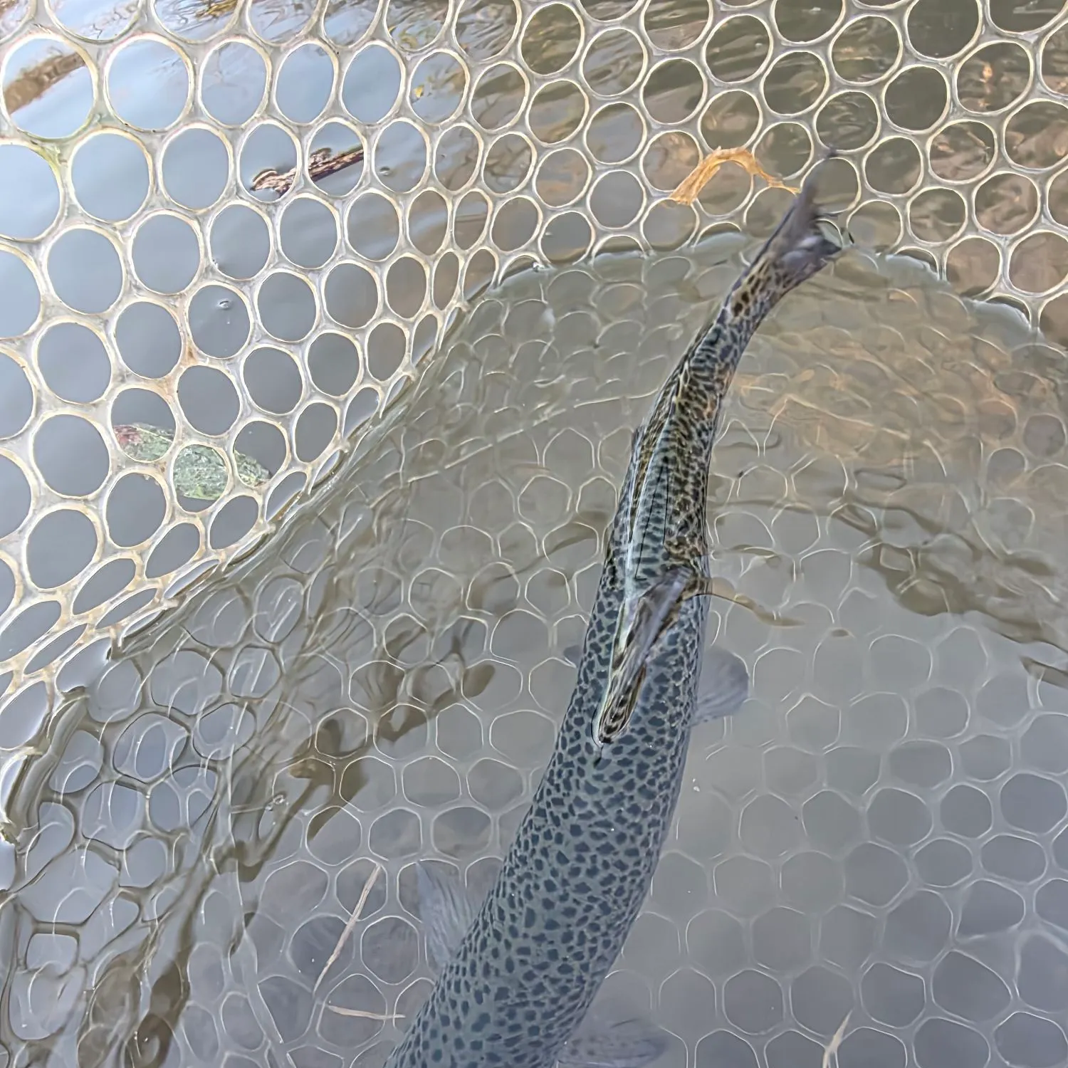 Rainbow trout caught on Fishbrain