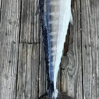 The most recent Wahoo catches on Fishbrain