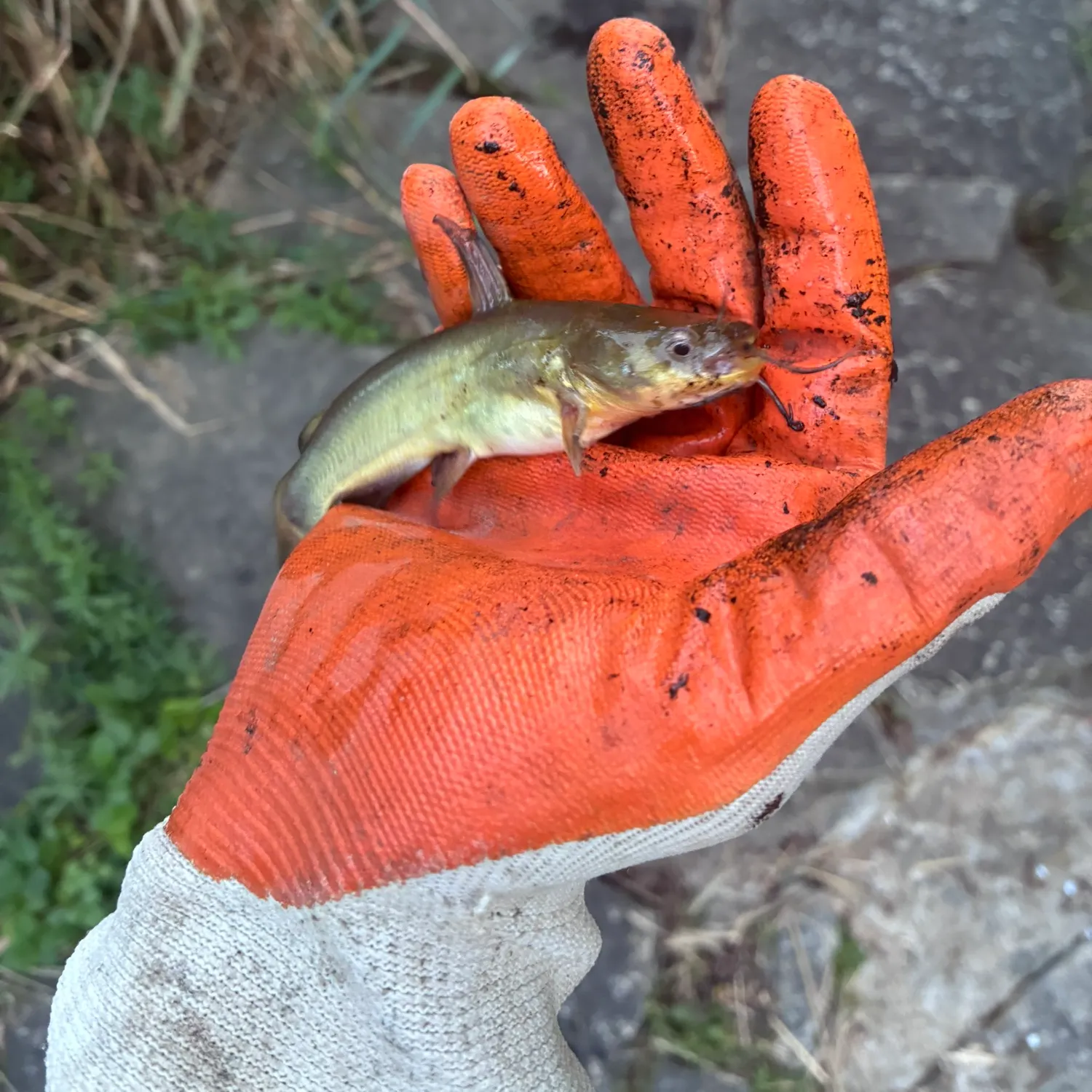 Yellow bullhead caught on Fishbrain