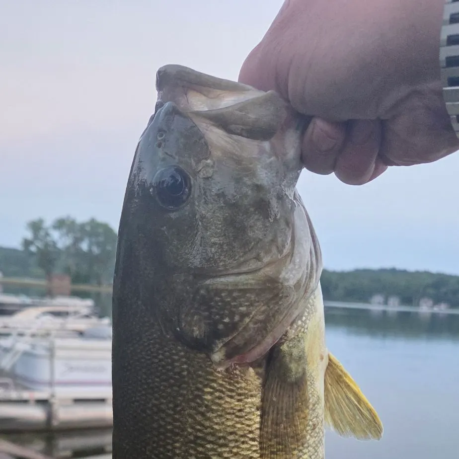 Smallmouth bass caught on Fishbrain
