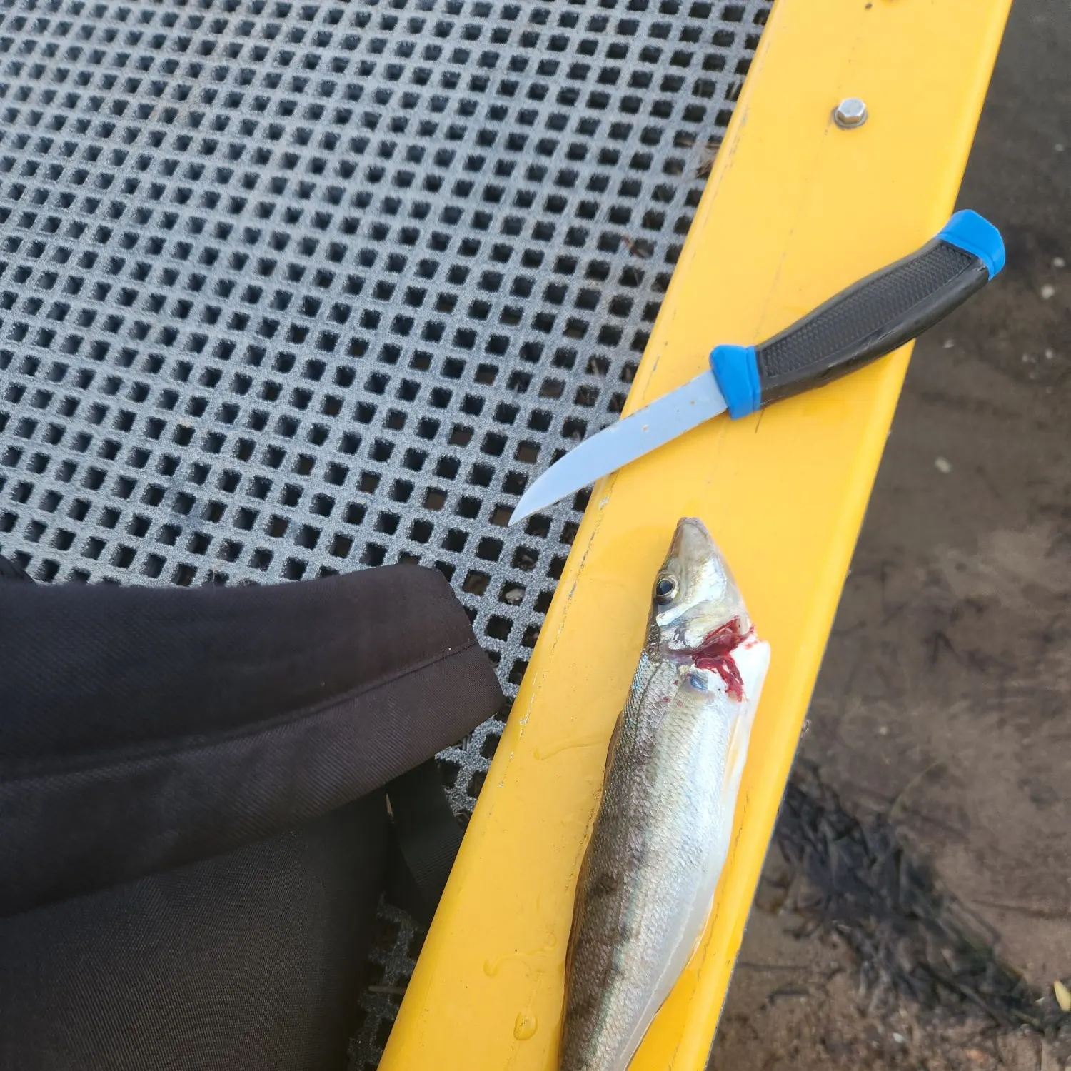 The most recent Trumpeter sillago catches on Fishbrain