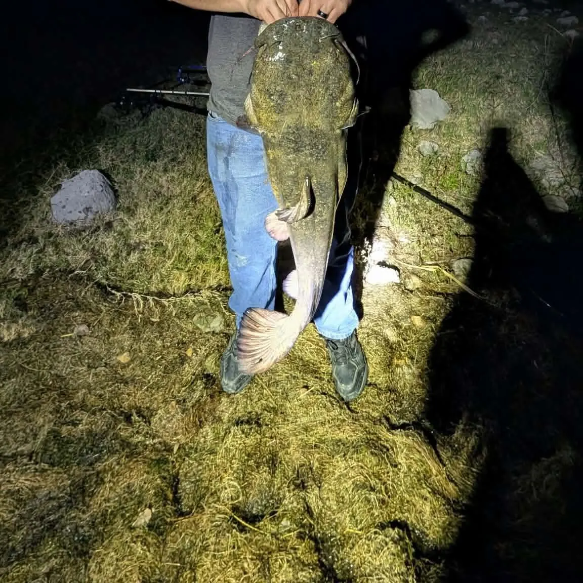 Flathead catfish caught on Fishbrain