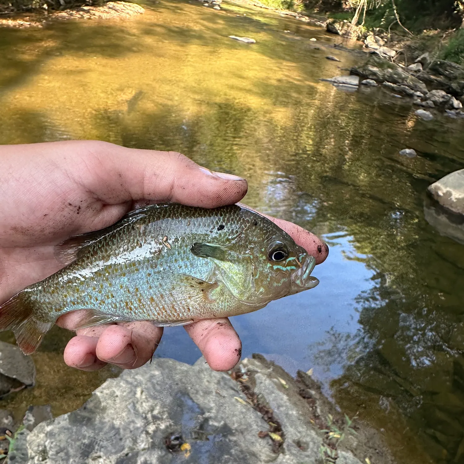 Redbreast sunfish caught on Fishbrain