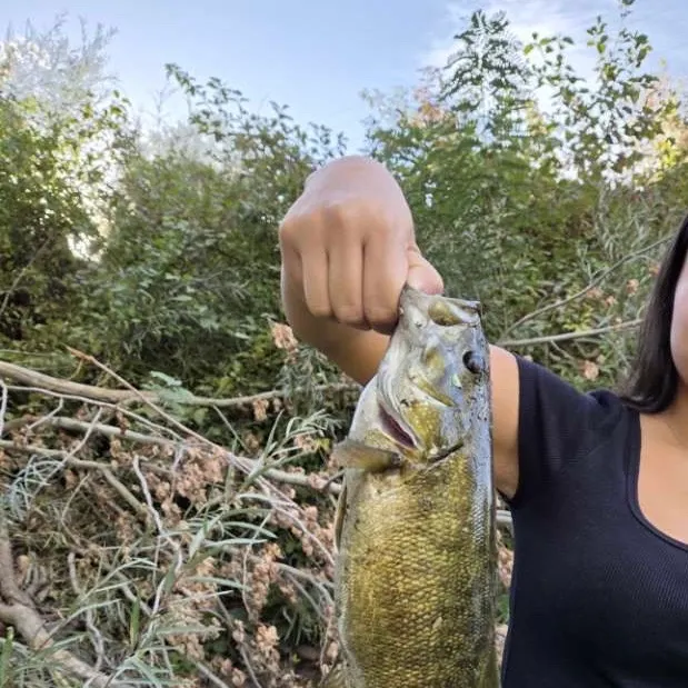Smallmouth bass caught on Fishbrain