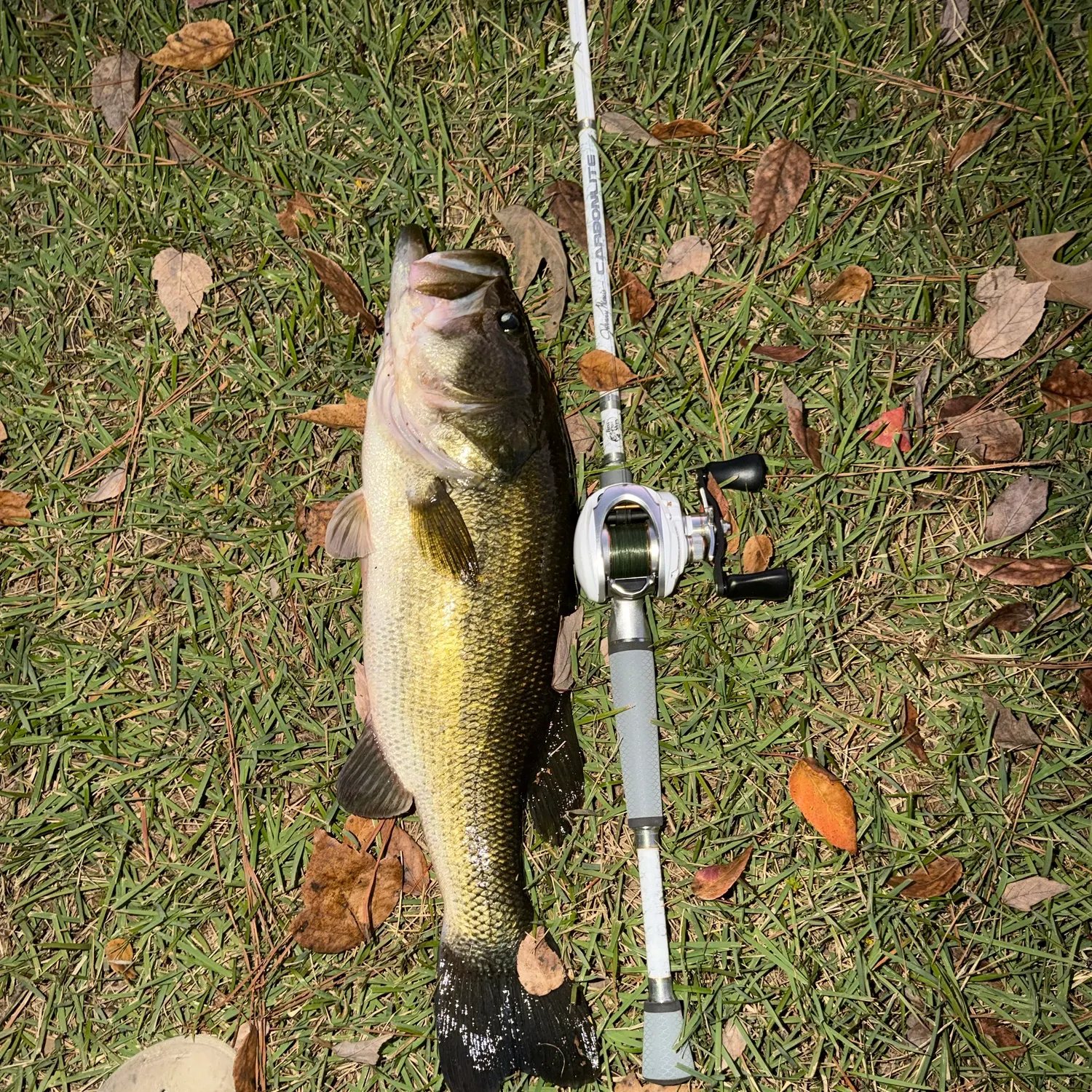 Largemouth bass caught on Fishbrain
