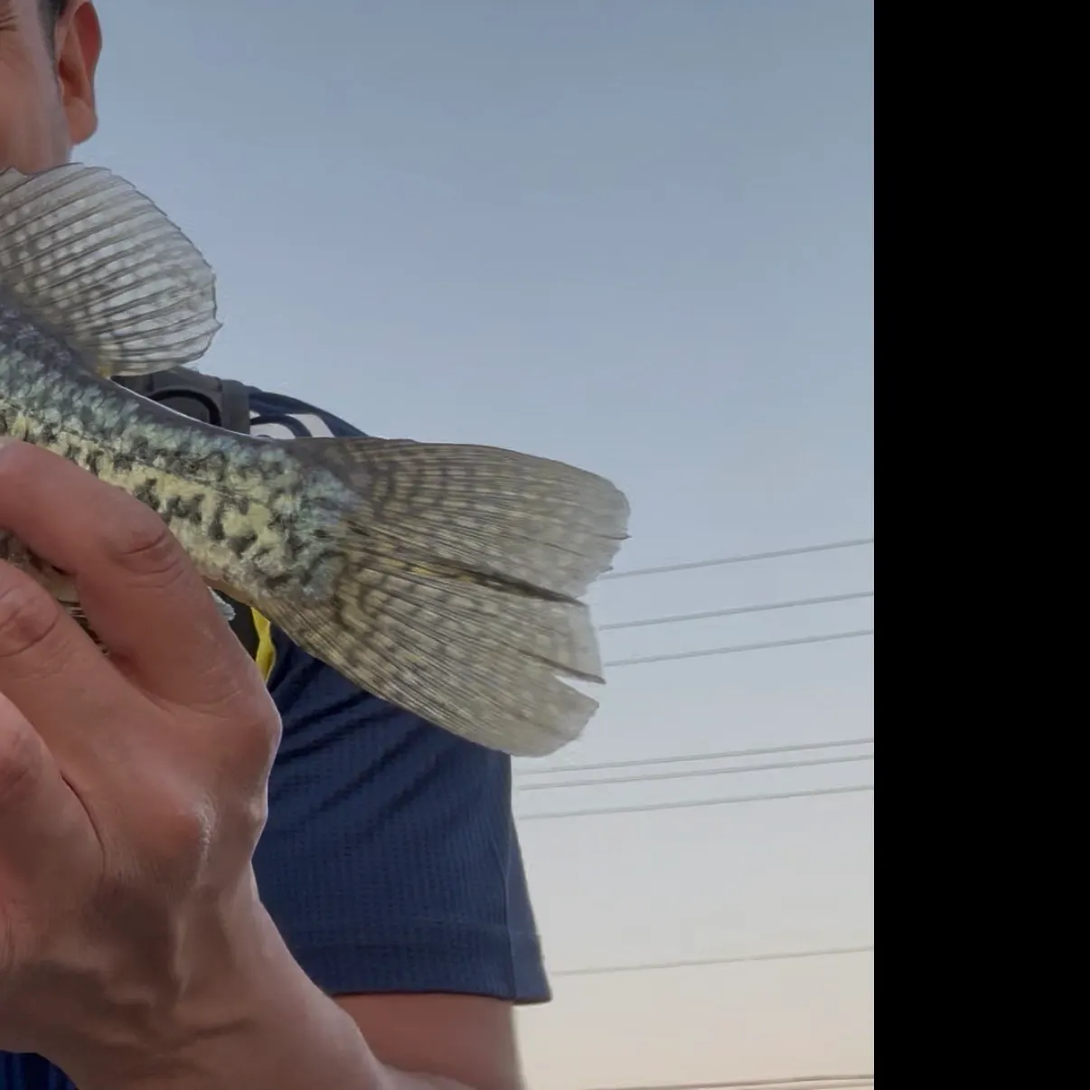 Black crappie caught on Fishbrain