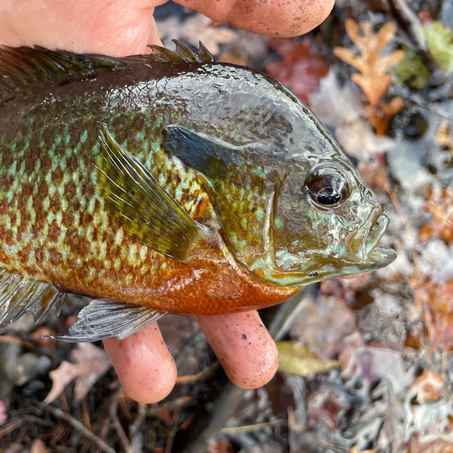 The most recent Redbreast sunfish x bluegill catches on Fishbrain