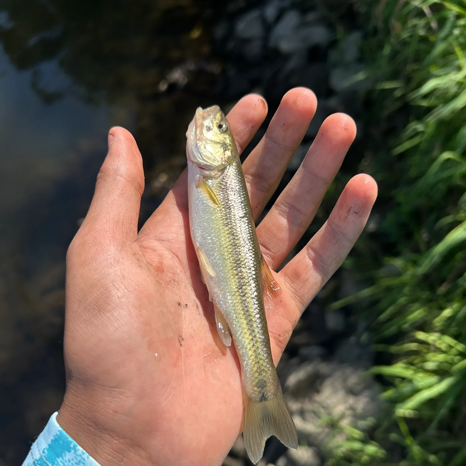 Creek chub caught on Fishbrain