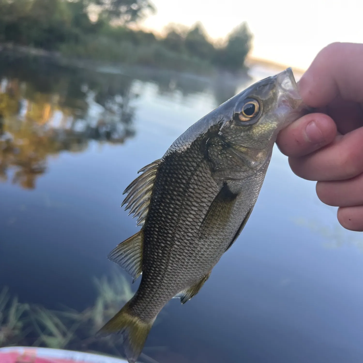 White perch caught on Fishbrain
