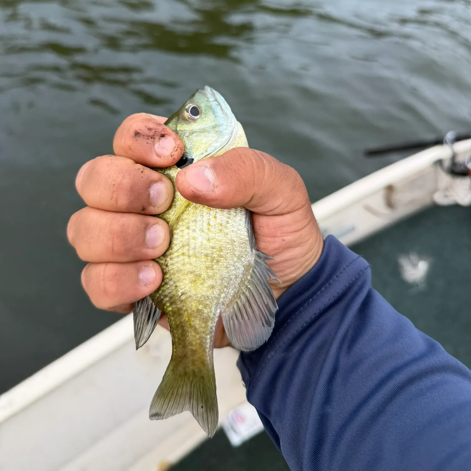Bluegill caught on Fishbrain