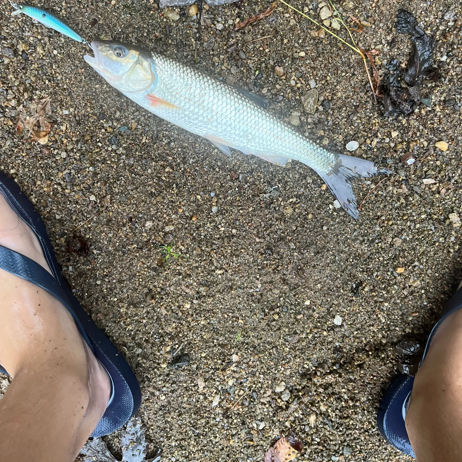 Fallfish caught on Fishbrain