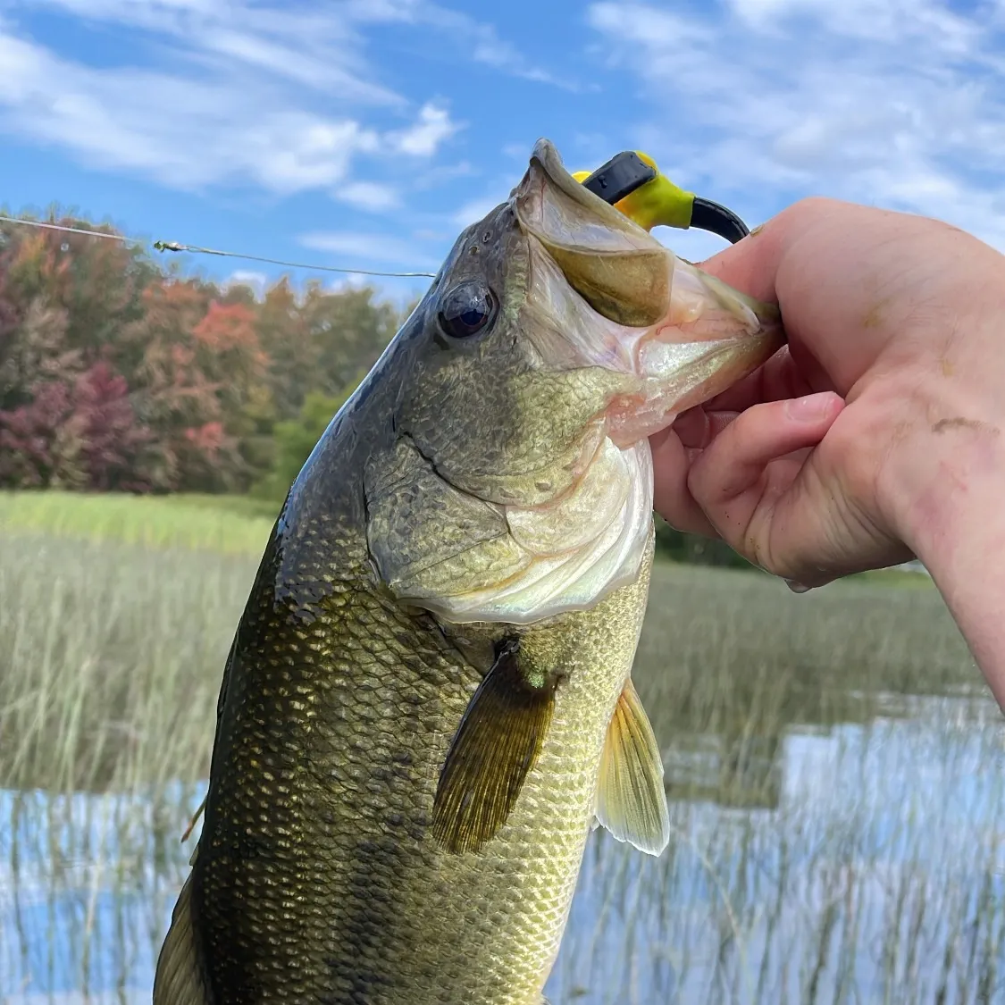 angler catch