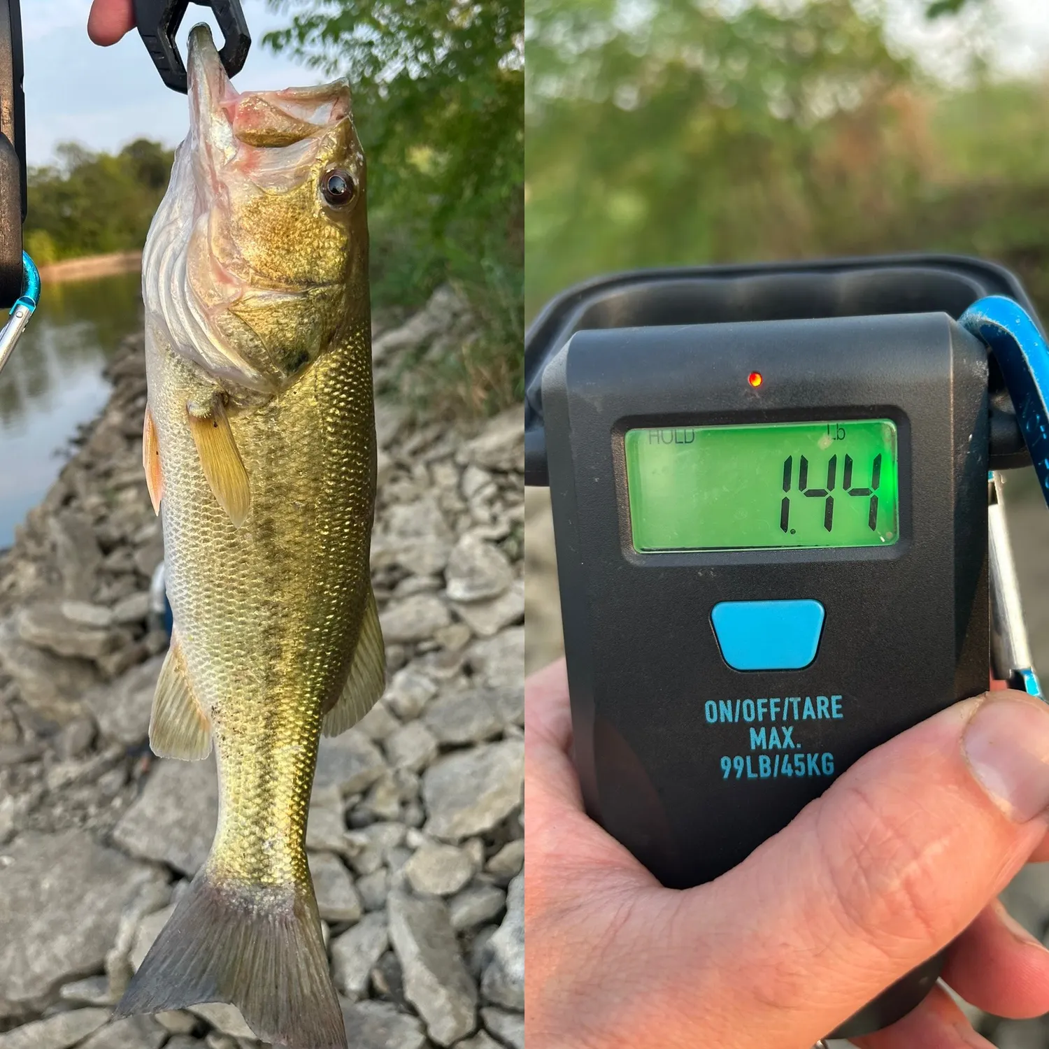 recently logged catches