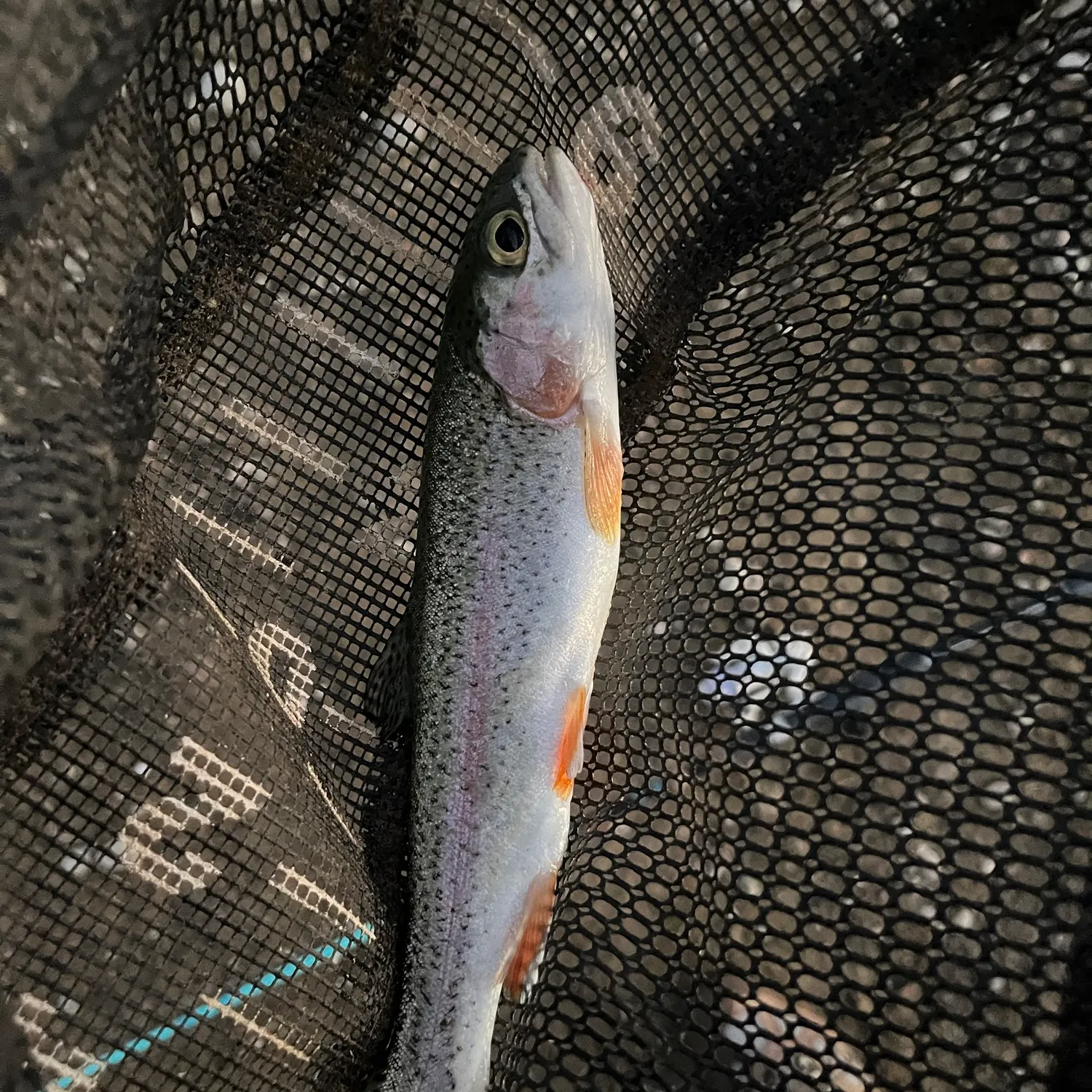 Rainbow trout caught on Fishbrain