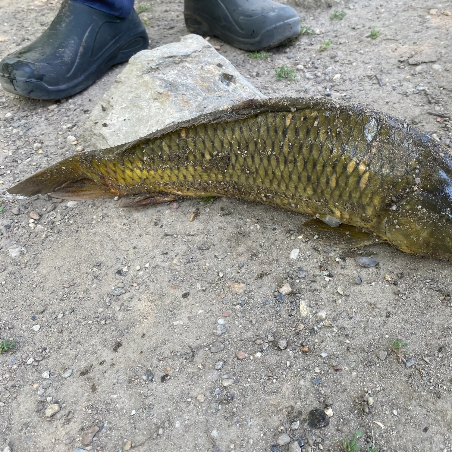 The most recent Common carp catches on Fishbrain