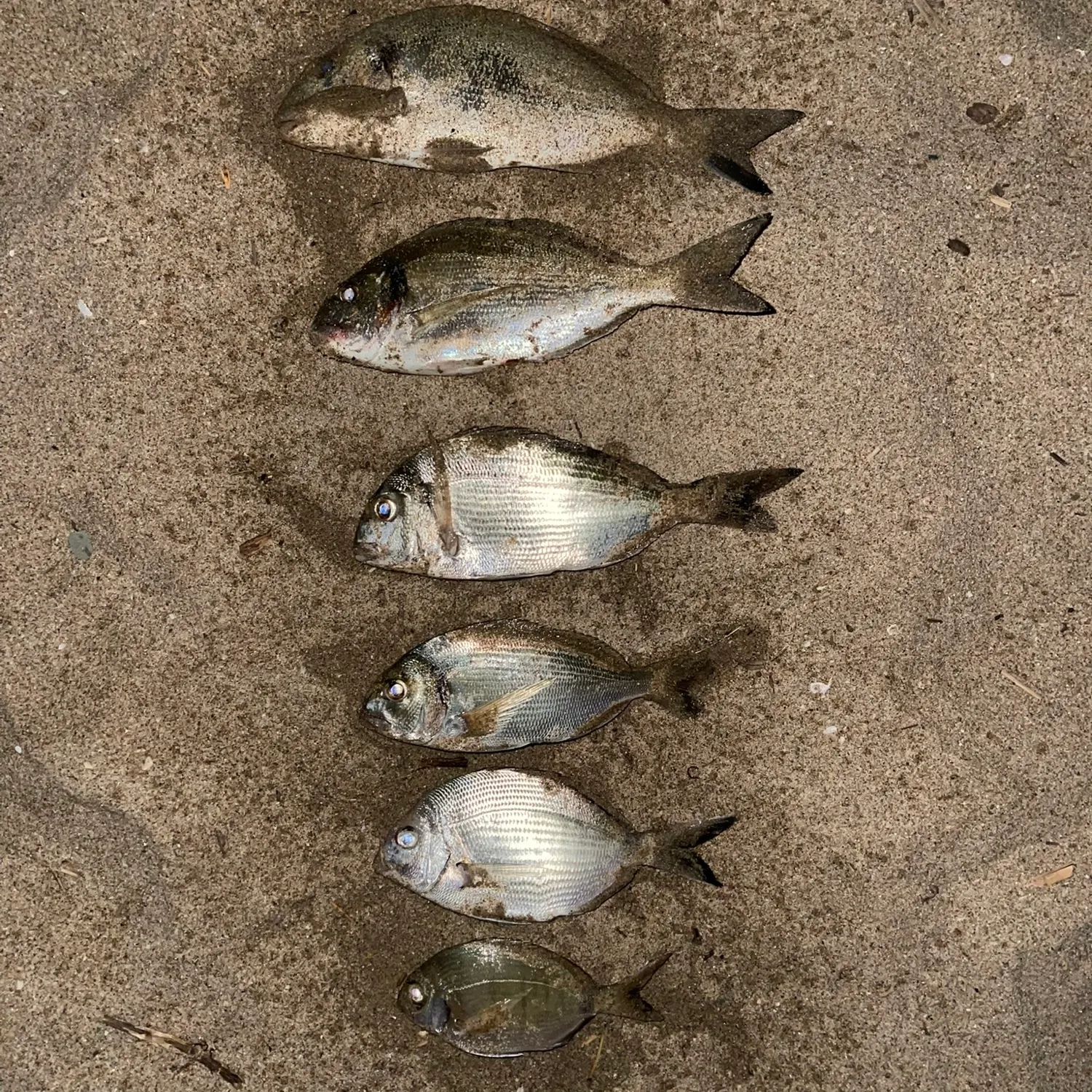 recently logged catches