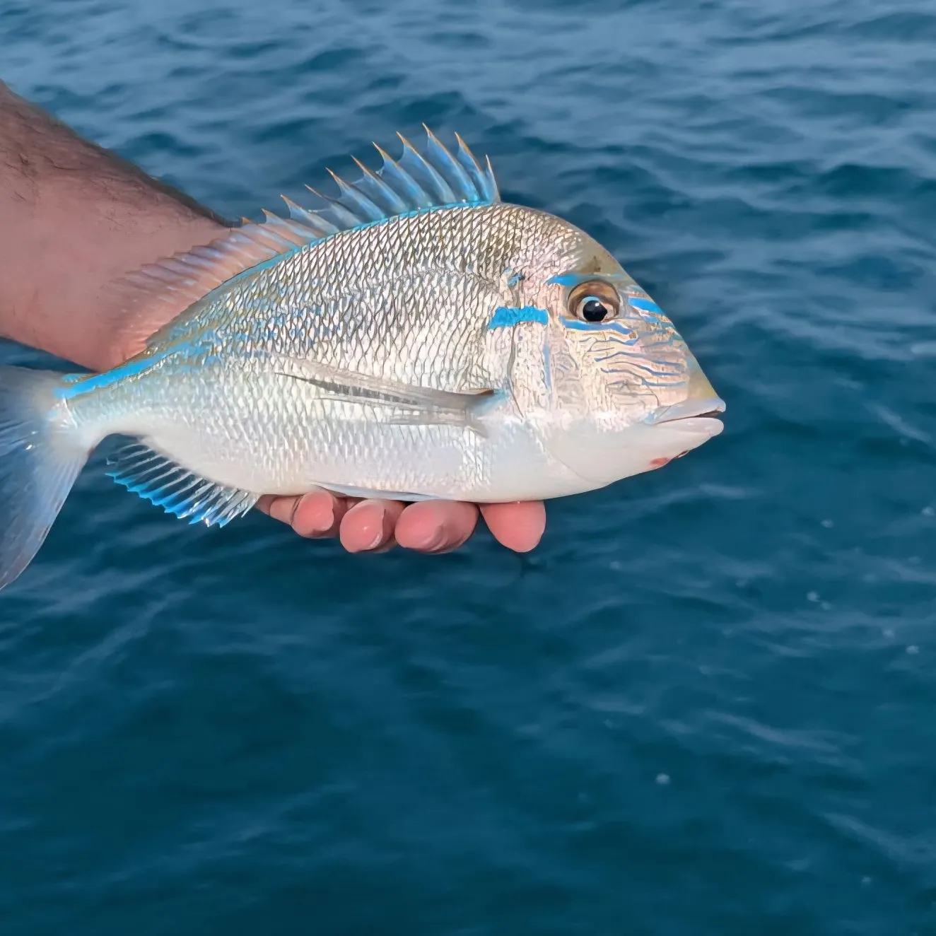 The most recent Littlehead Porgy catches on Fishbrain