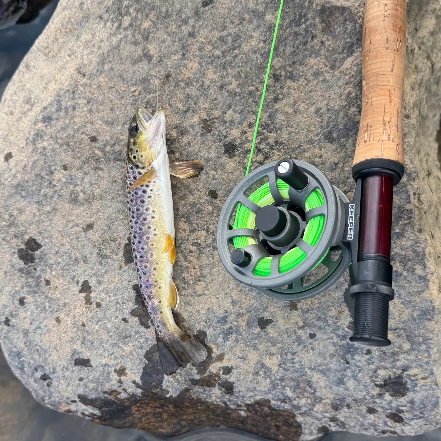 Brown trout caught on Fishbrain
