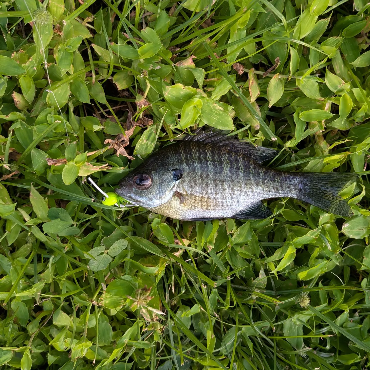 Bluegill caught on Fishbrain