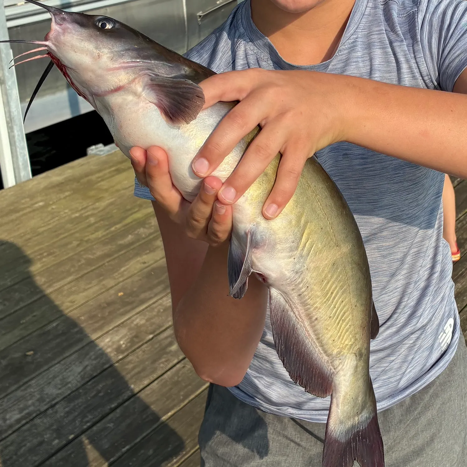 Channel catfish caught on Fishbrain