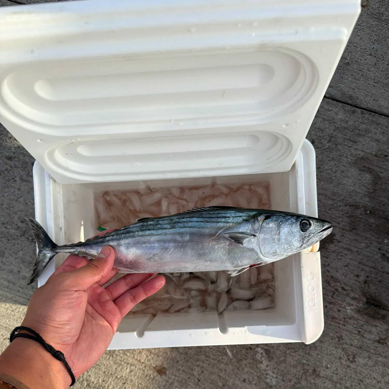Pacific bonito caught on Fishbrain
