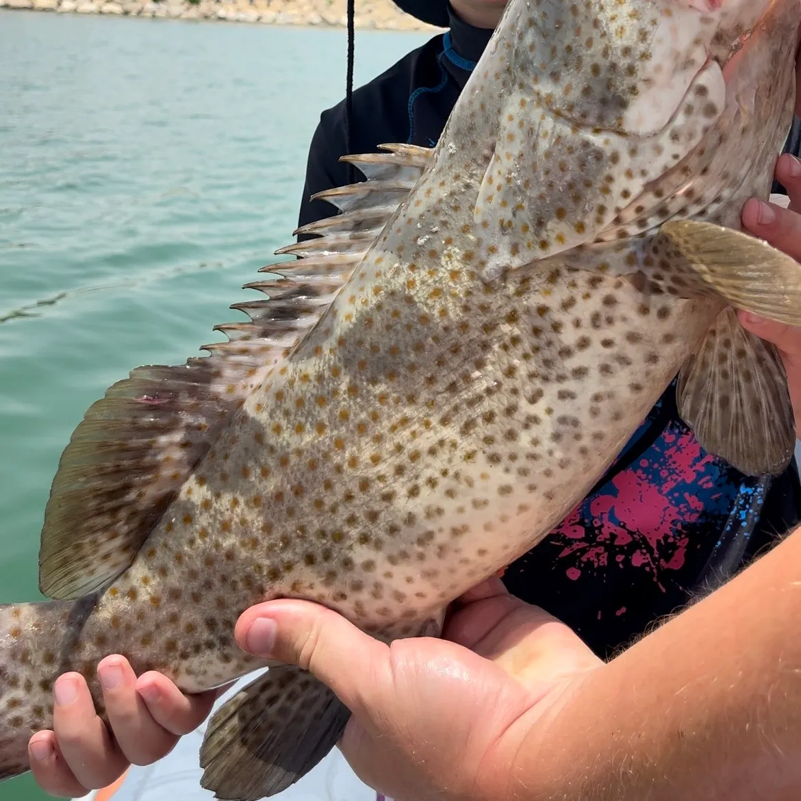 The most recent Greasy grouper catches on Fishbrain