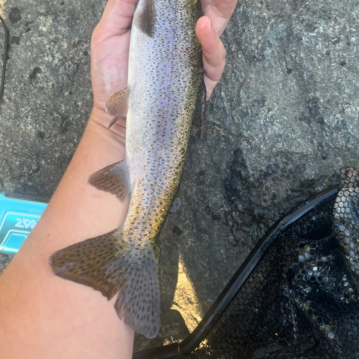 Rainbow trout caught on Fishbrain