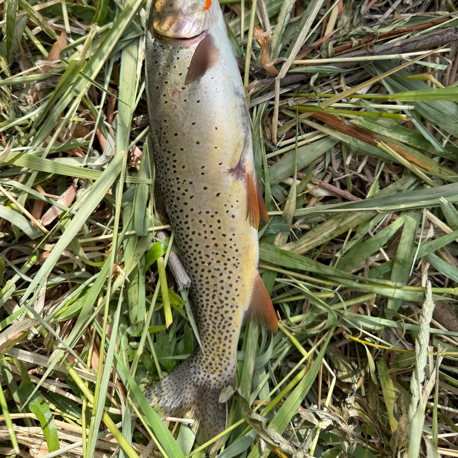 The most recent Brown trout catches on Fishbrain