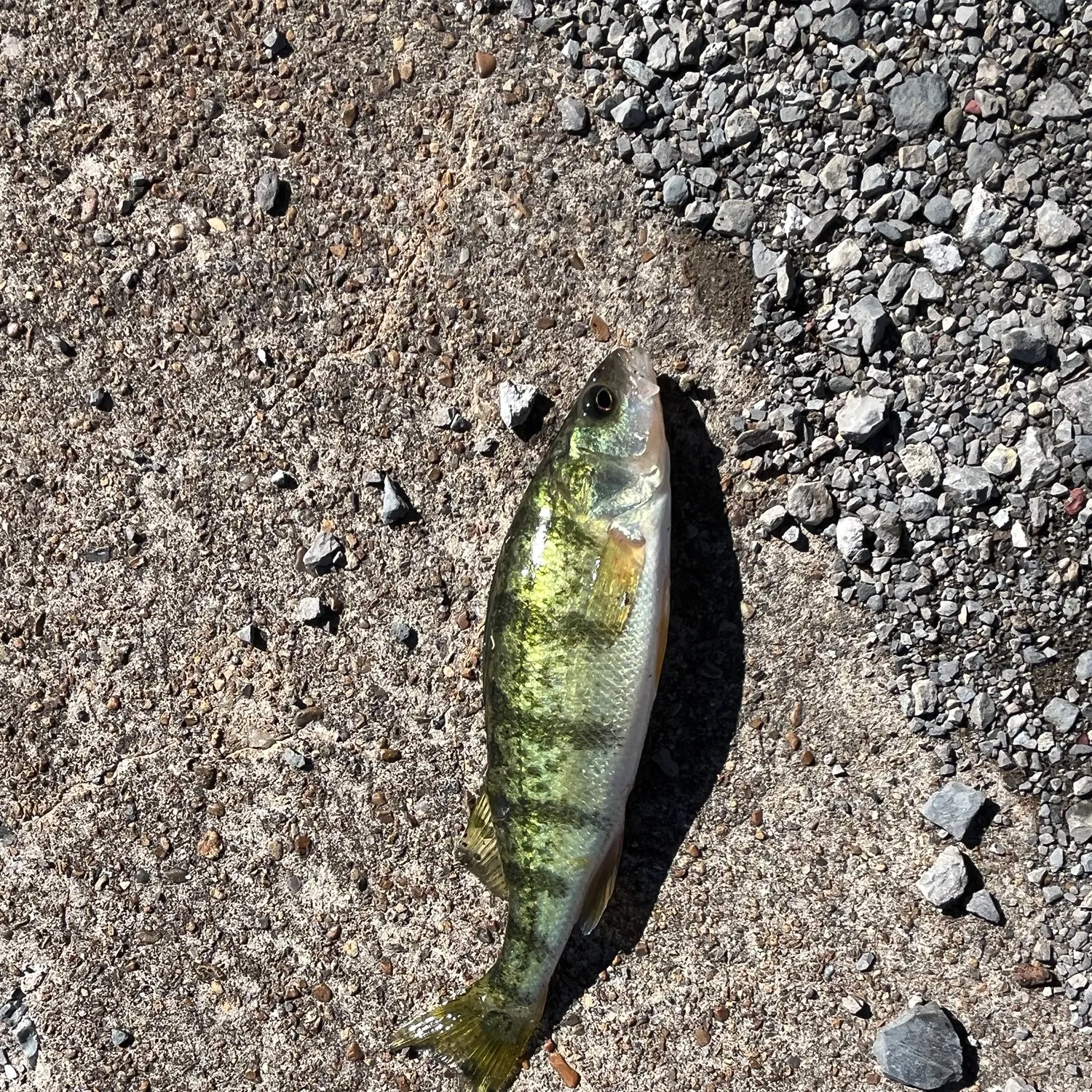 Yellow perch caught on Fishbrain