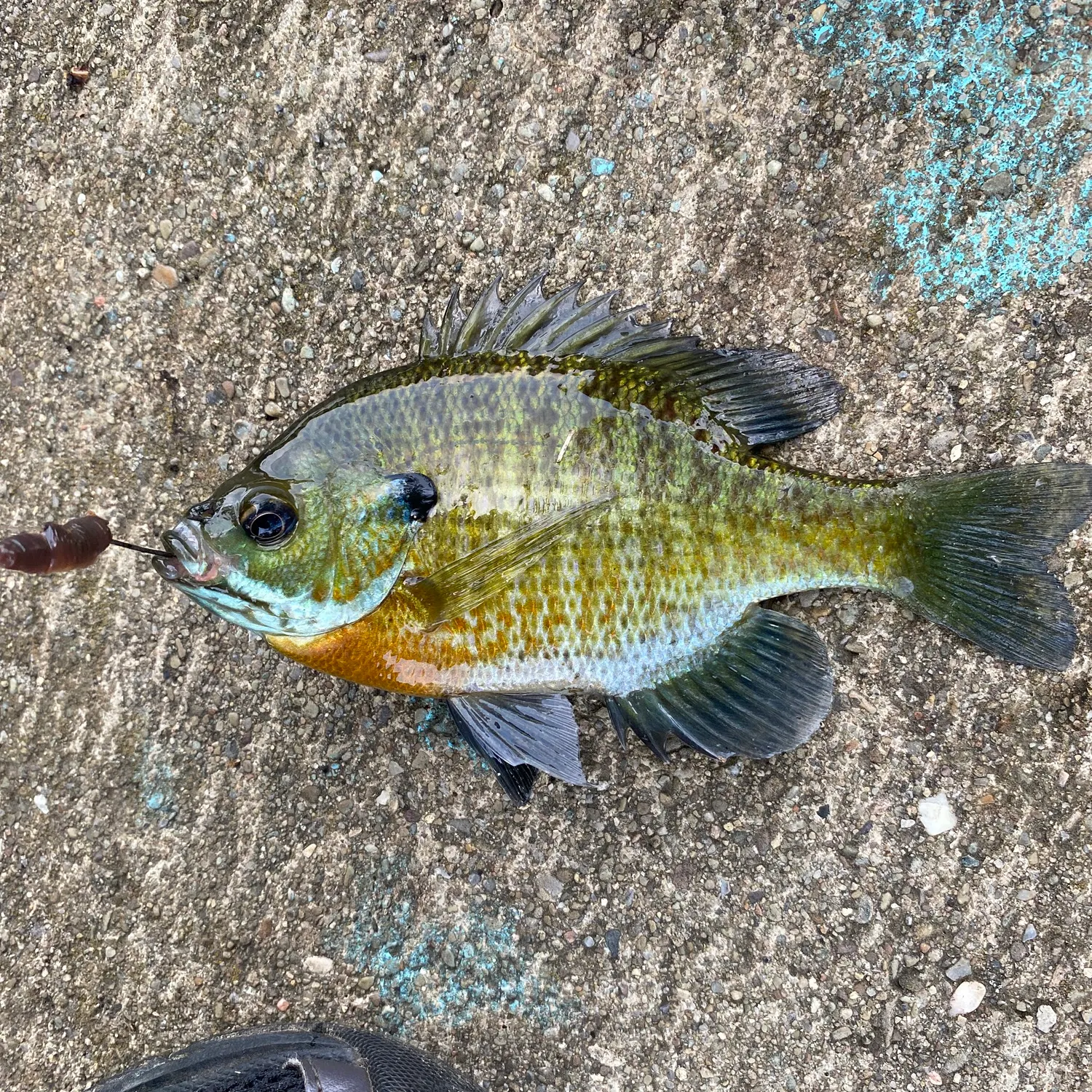 Bluegill caught on Fishbrain