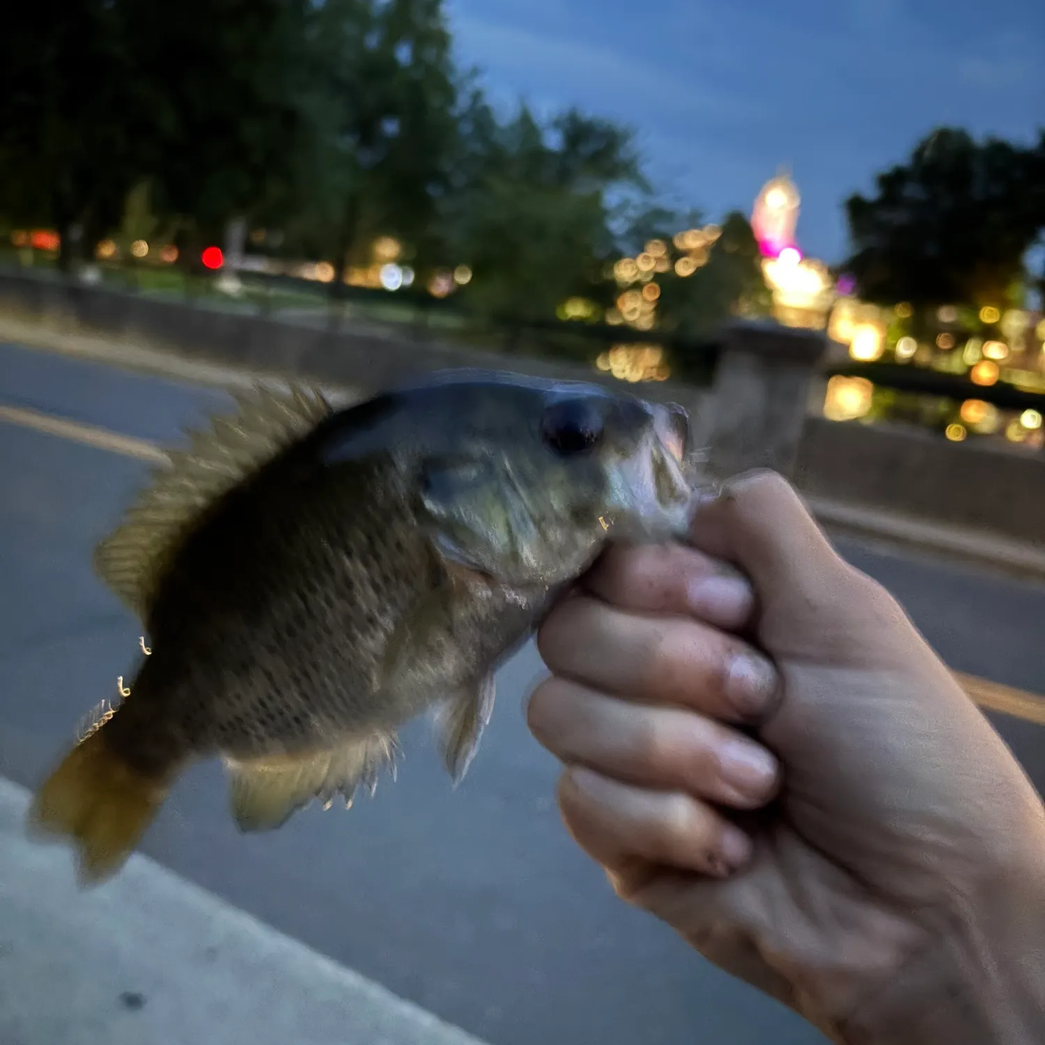 catch