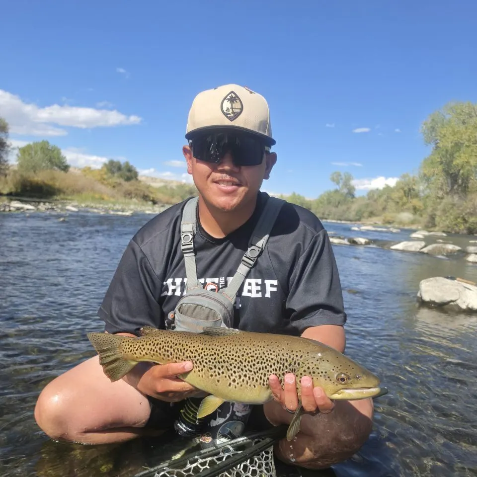 Brown trout caught on Fishbrain