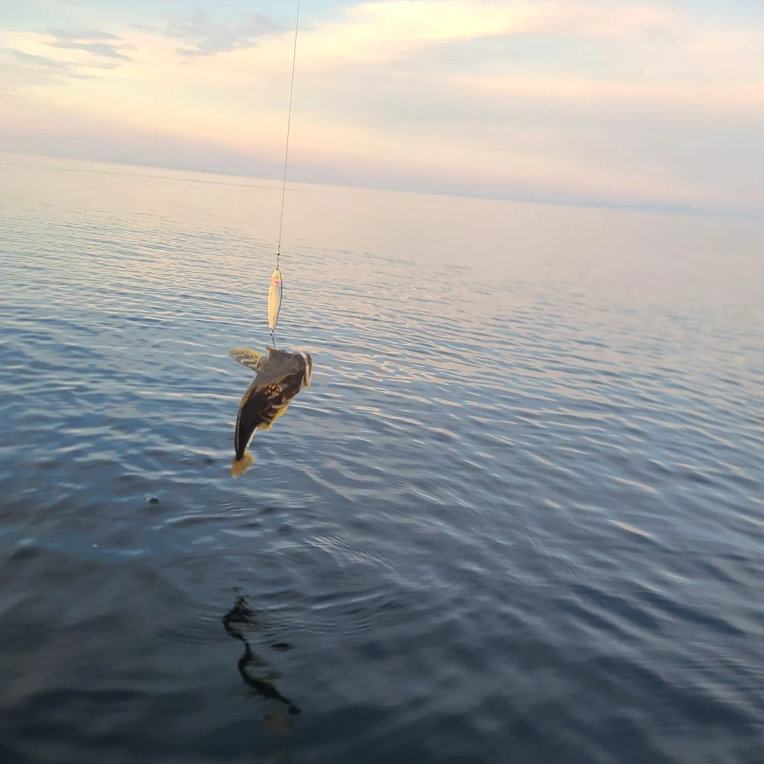 The most recent Rock cod catches on Fishbrain
