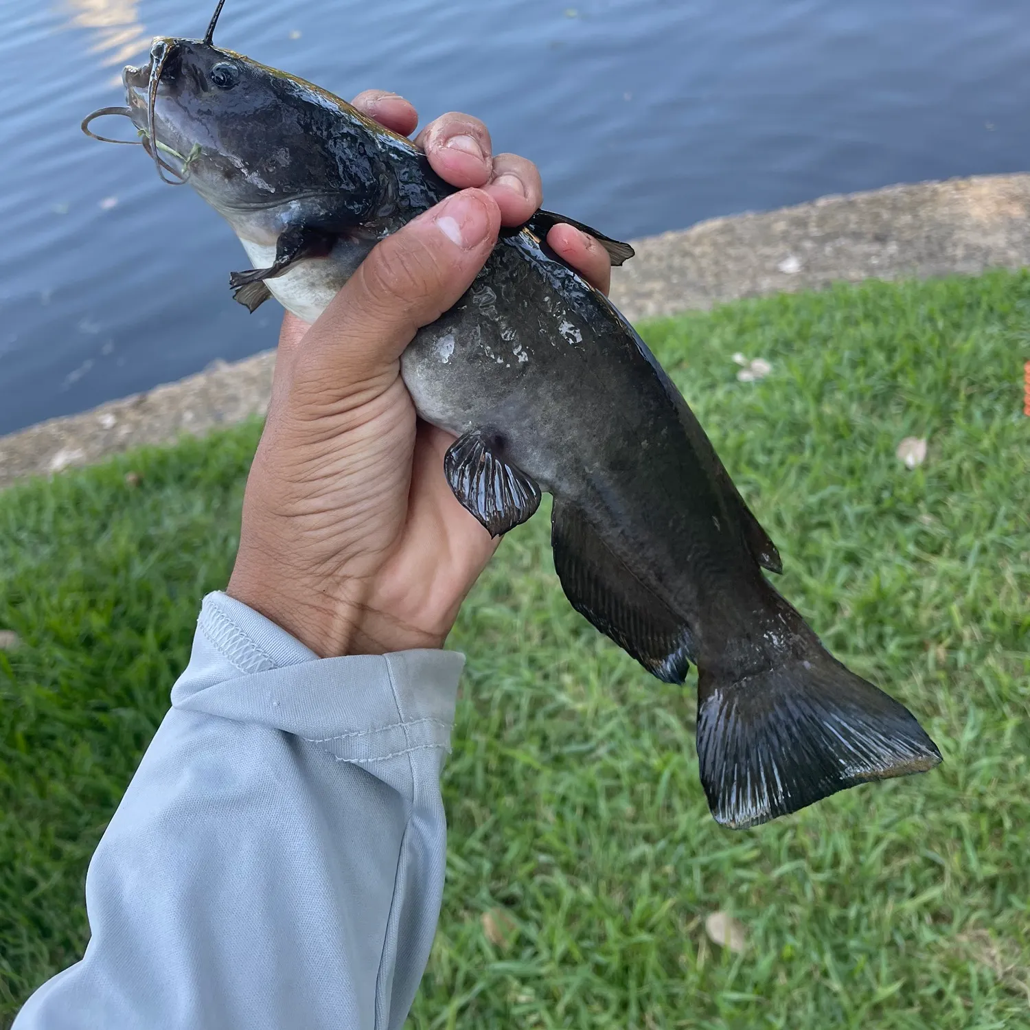 Yellow bullhead caught on Fishbrain