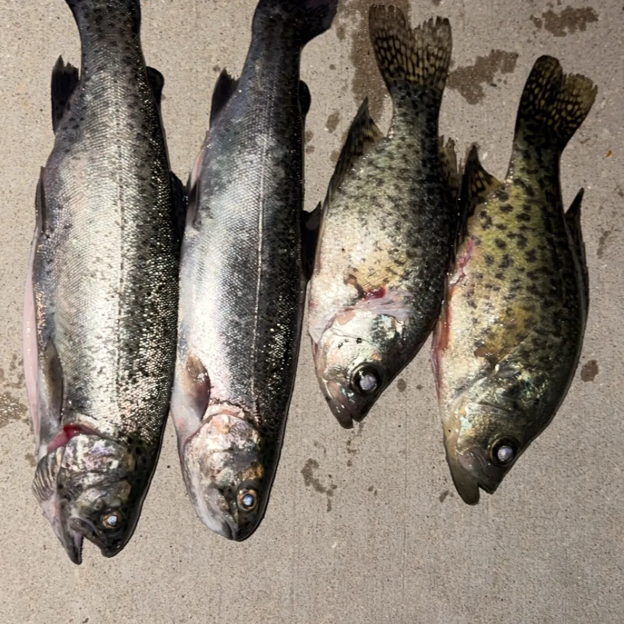 Rainbow trout caught on Fishbrain