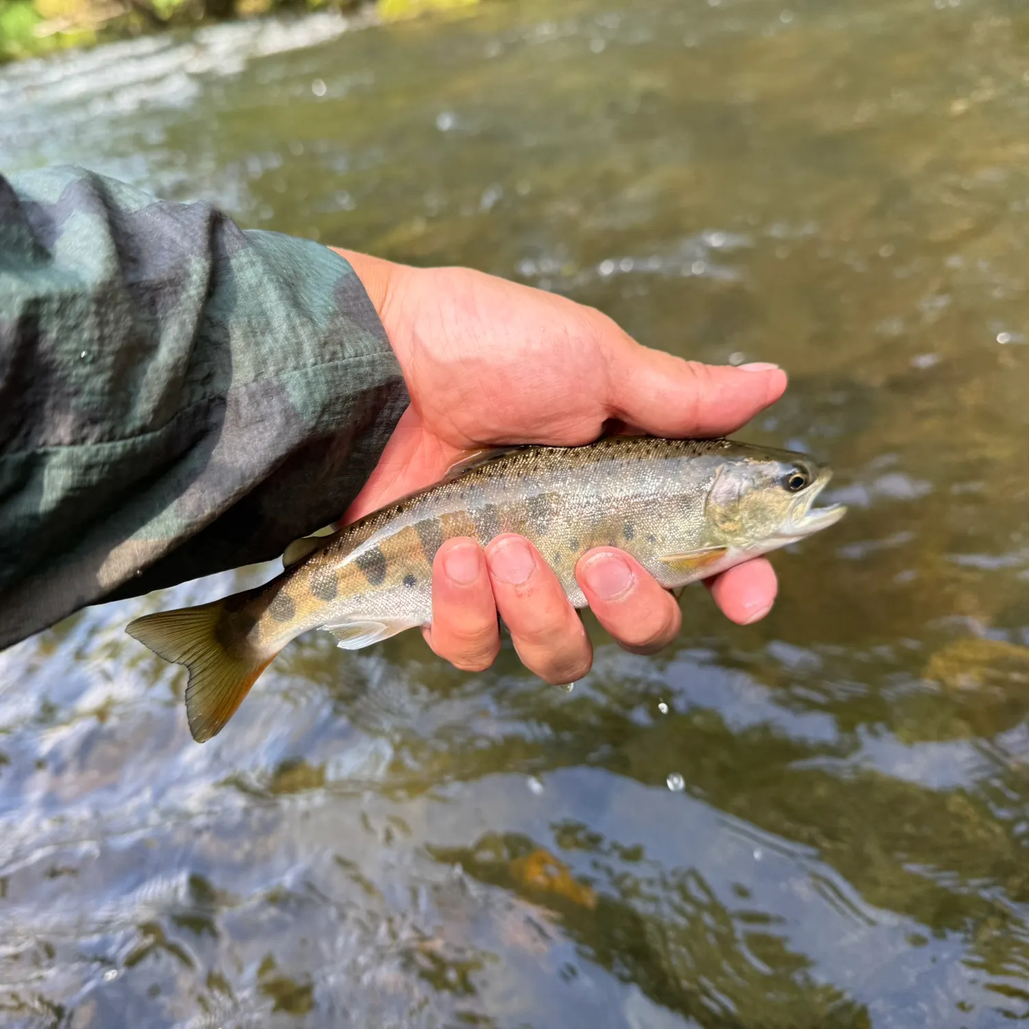 The most recent Cherry salmon catches on Fishbrain