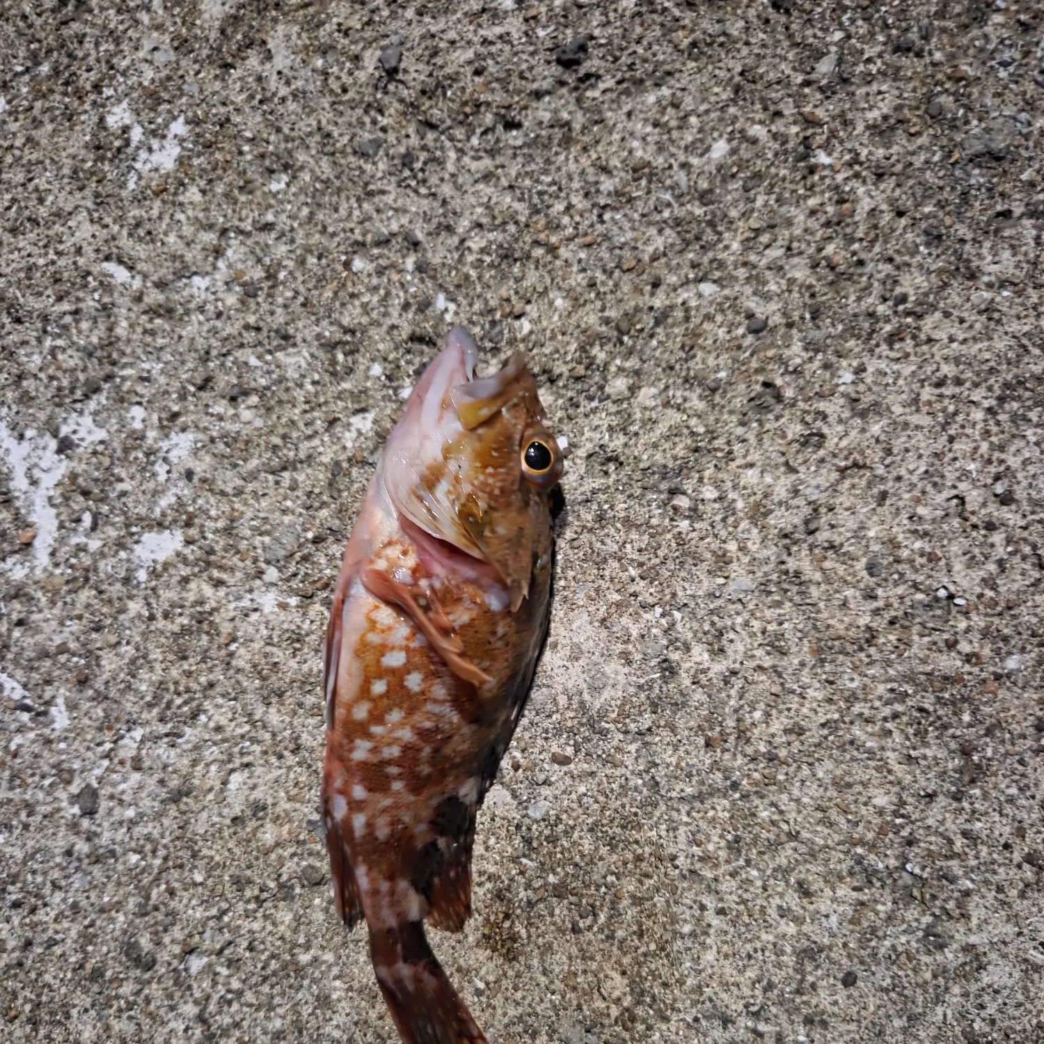 The most recent Marbled Rockfish catches on Fishbrain