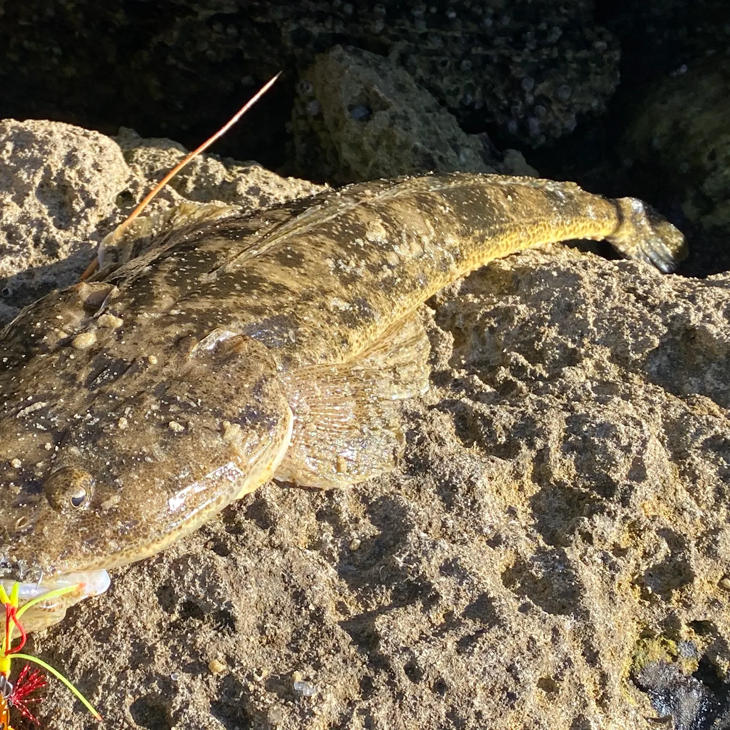 The most recent Bartail flathead catches on Fishbrain