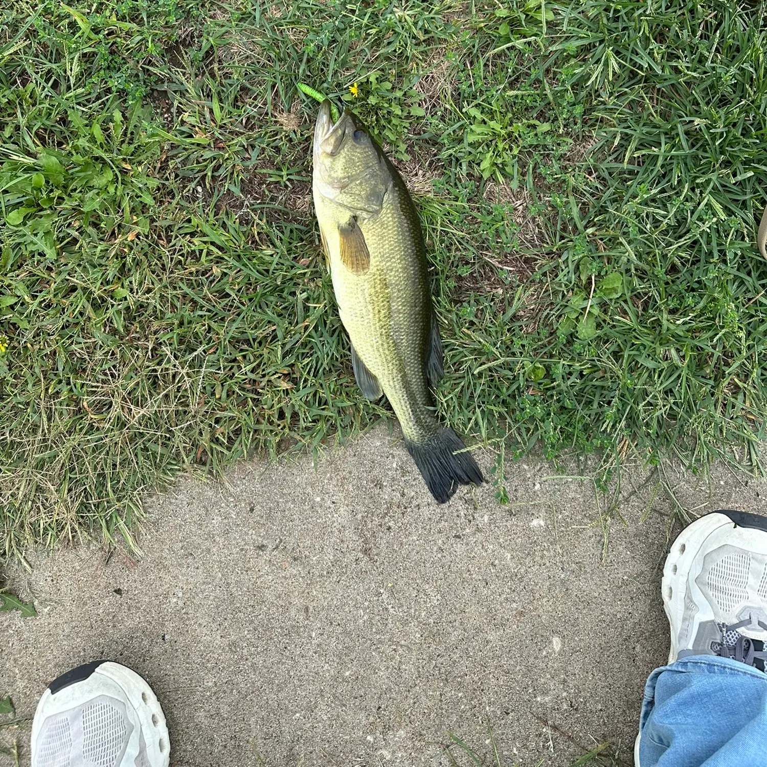 Largemouth bass caught on Fishbrain