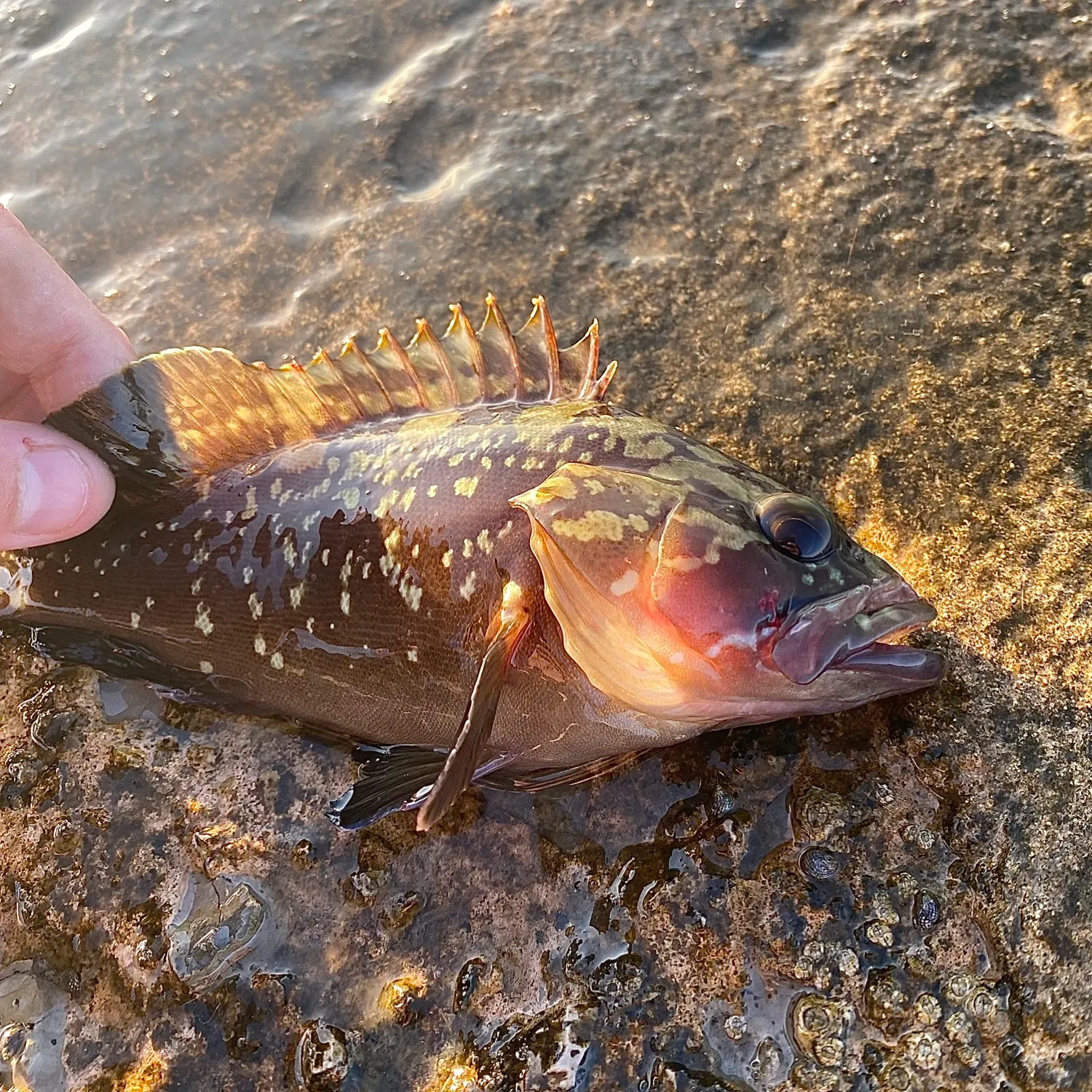 The most recent Dusky grouper catches on Fishbrain