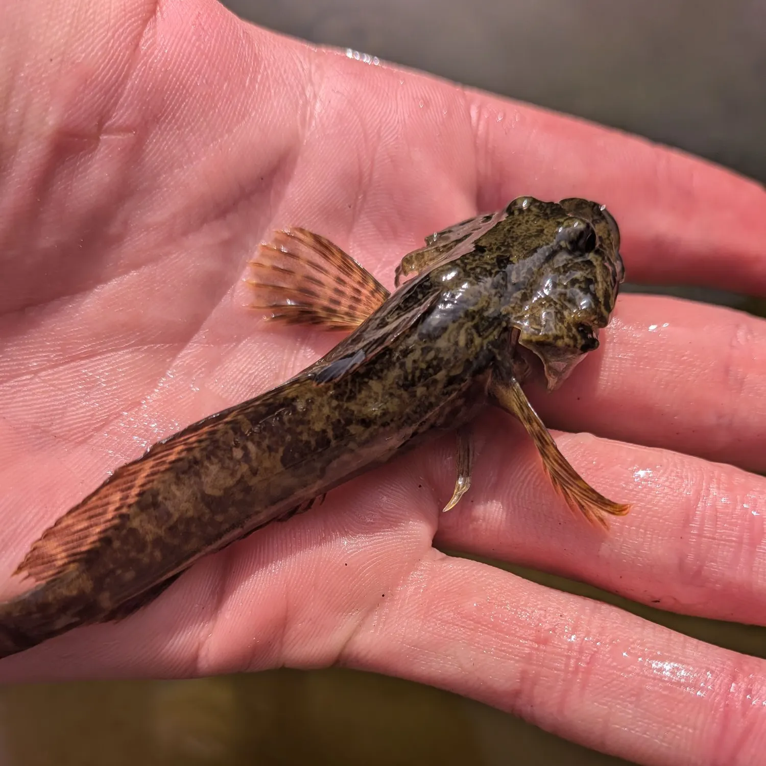 The most recent Prickly sculpin catches on Fishbrain