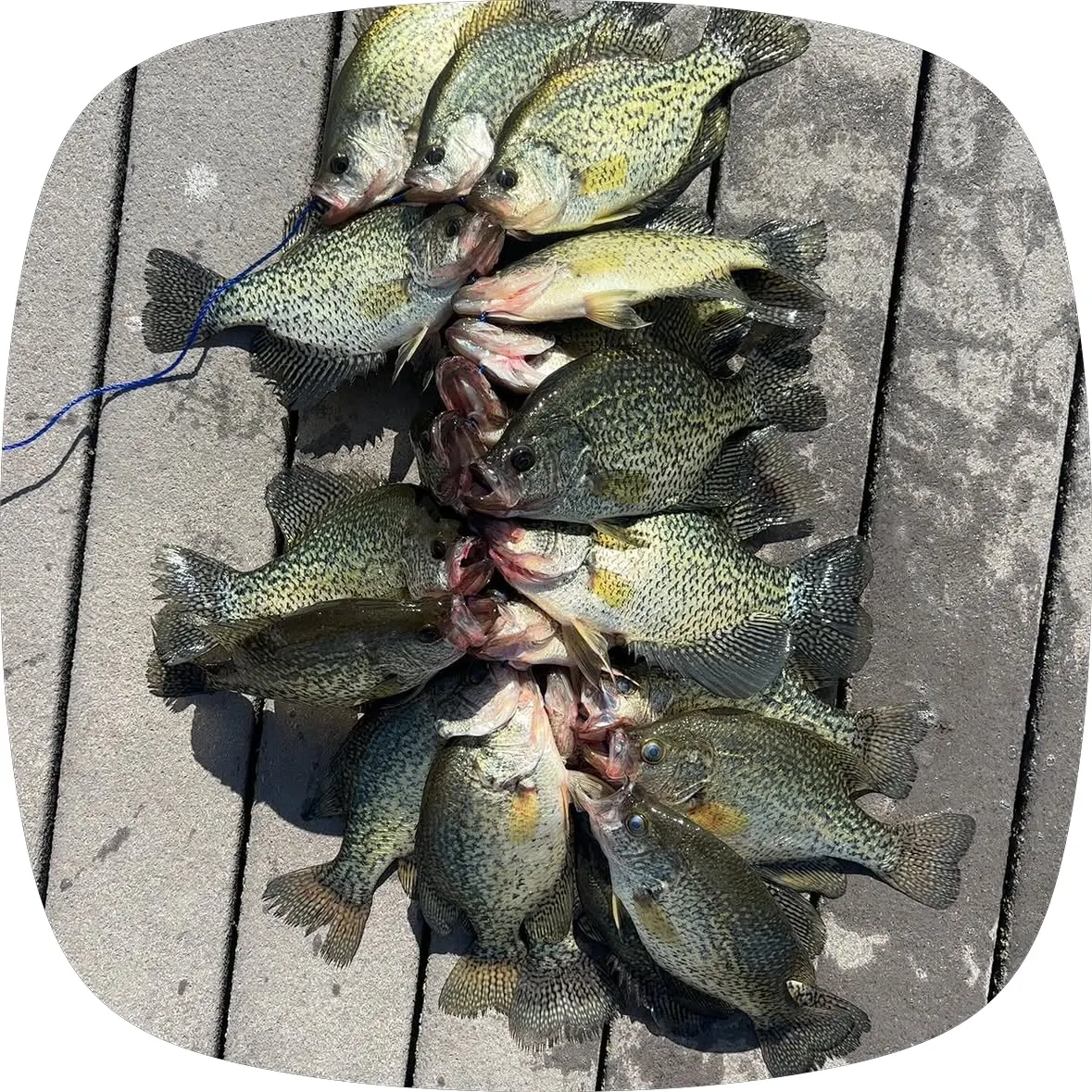 recently logged catches