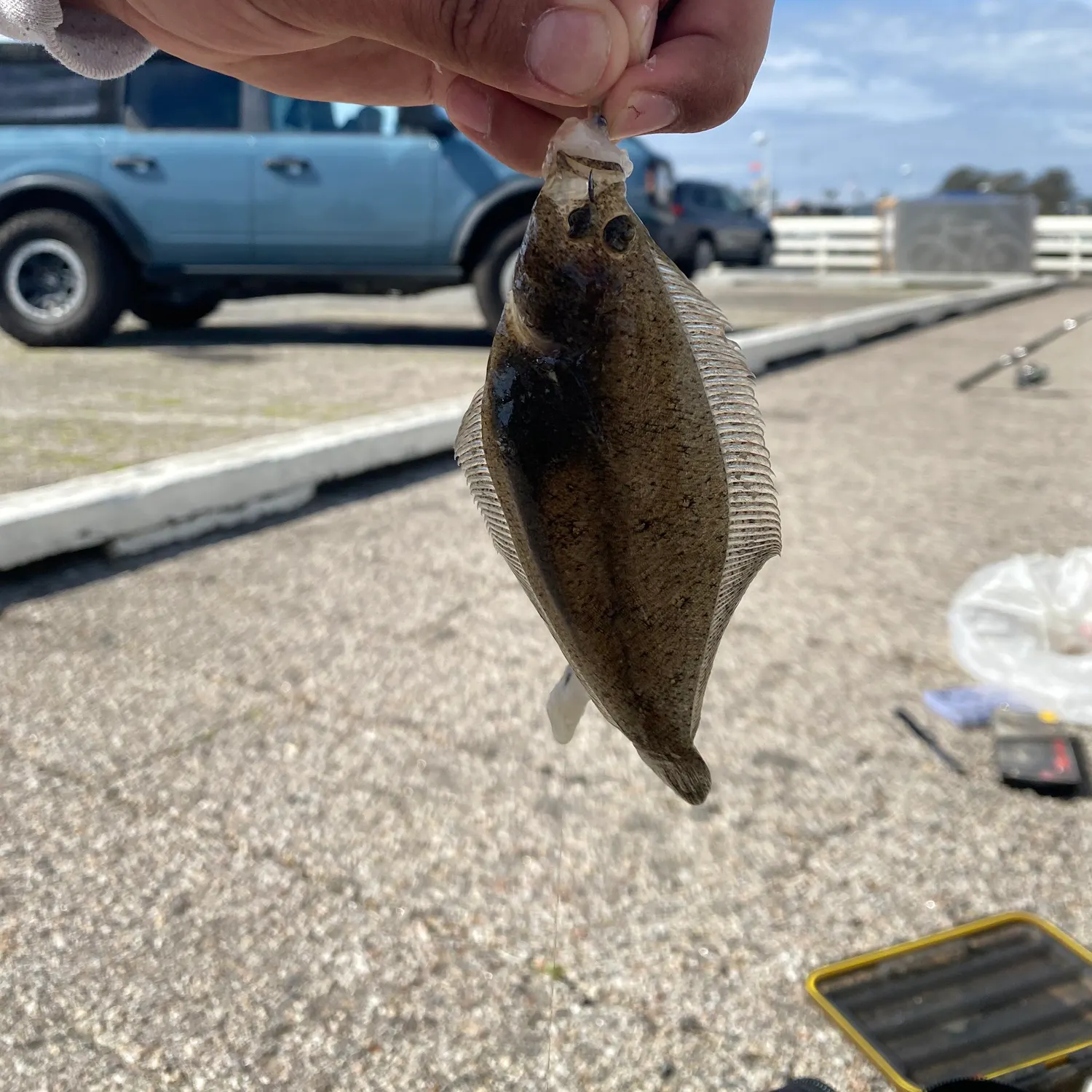 The most popular recent Speckled sanddab catch on Fishbrain