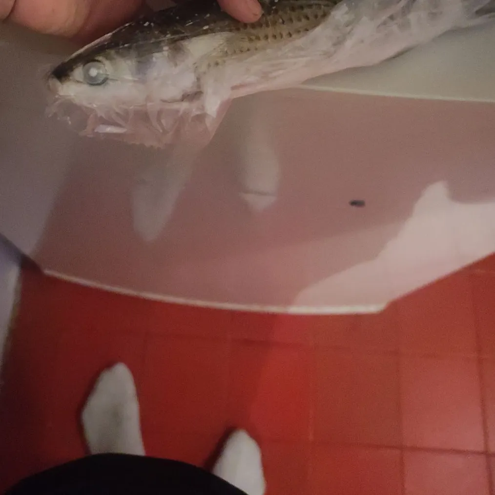 The most recent Thicklip grey mullet catches on Fishbrain