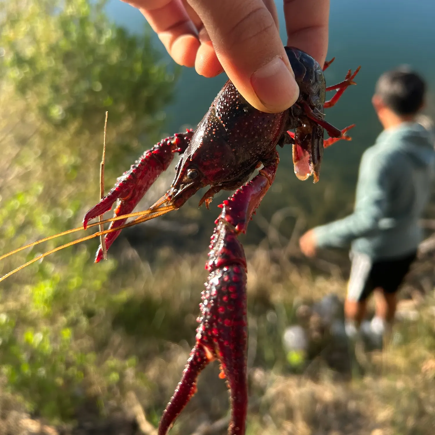 The most recent Red swamp crayfish catches on Fishbrain