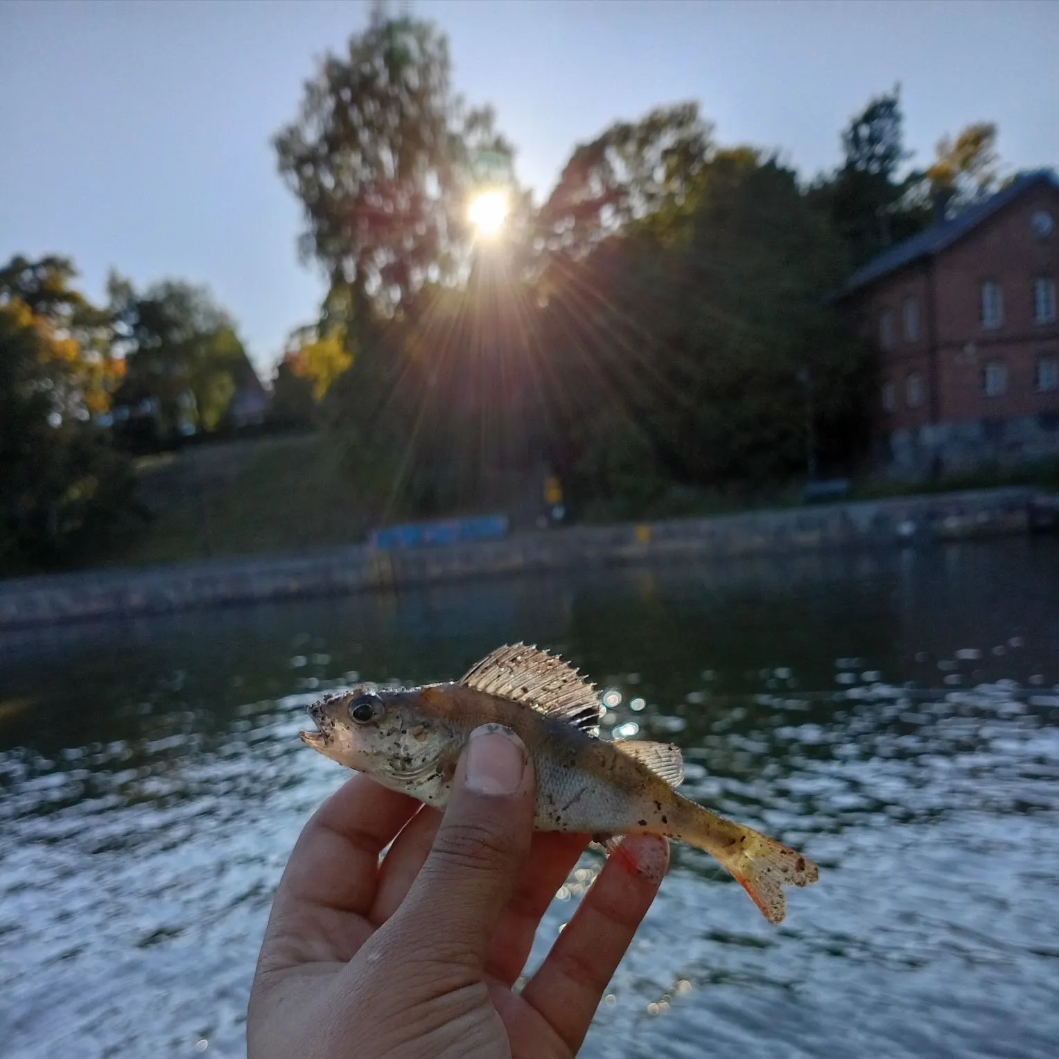 catch